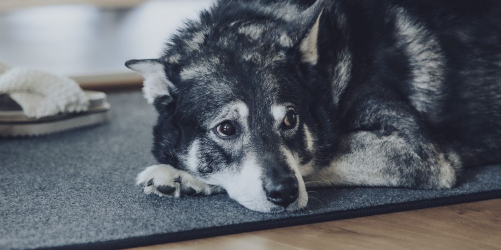 Säästä energiaa helposti – miksi yhden asteen pudotus ja termomatto eteisessä ovat tehokas yhdistelmä