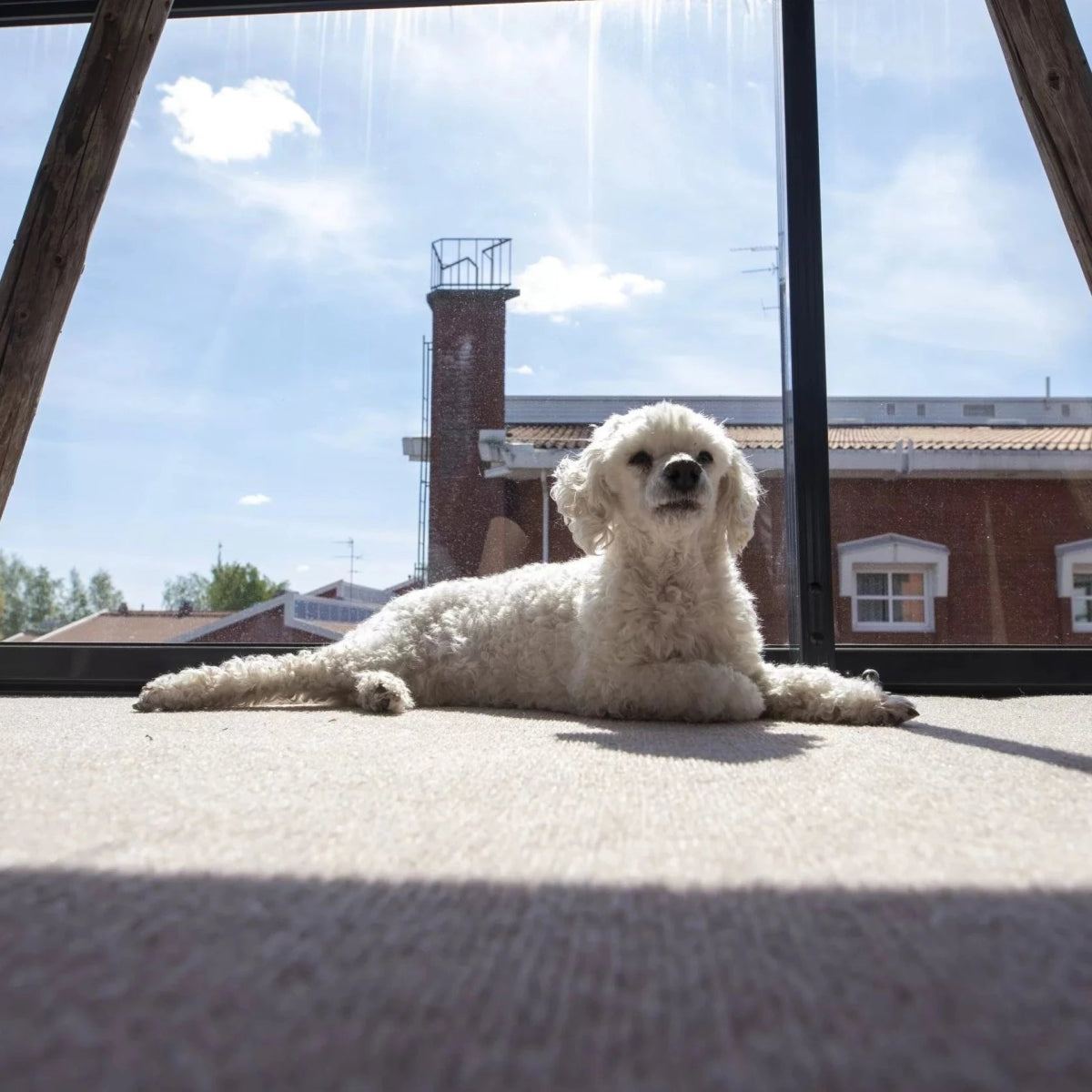 Myös lemmikit viihtyvät lämpimällä Dry Step parveke- ja terassimatolla.