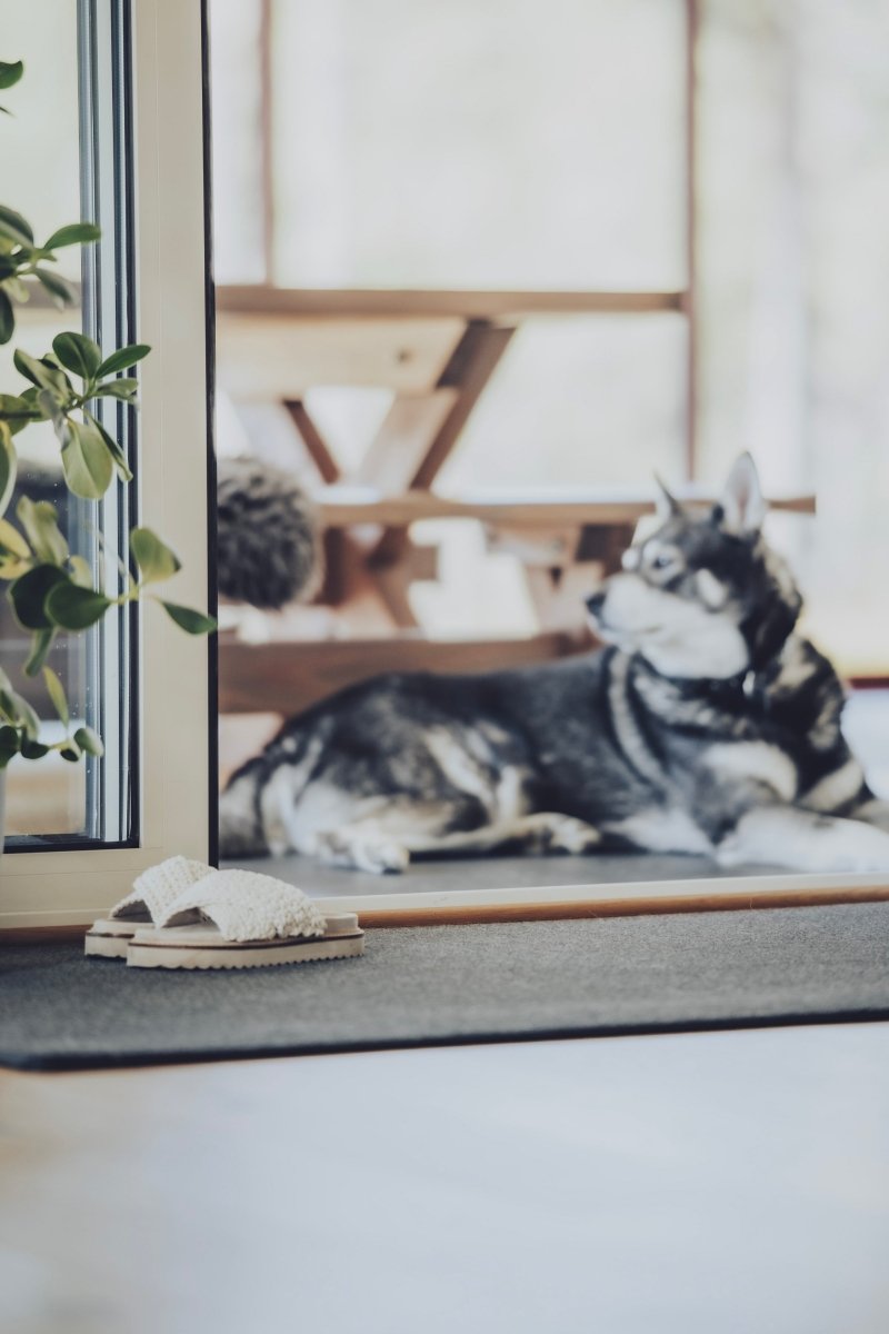 Suomalainen termomatto on laadukas eteisen matto, jonka päällä myös lemmikit viihtyvät.